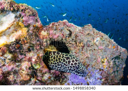 Honeycomb Moray Eel in a hole on an underwater shipwreck