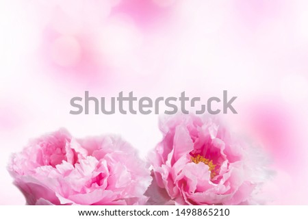 beautiful pink peony blossoms on abstract background, two peony flowers isolated on blurred white background