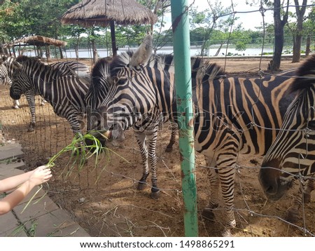 Zebra in the zoo thailand