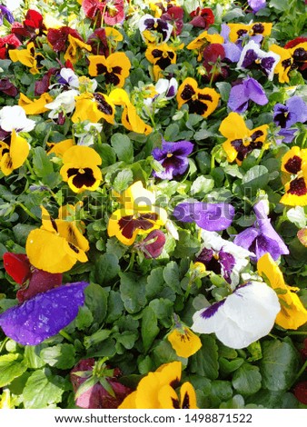 Yellow Purple Pansy Flowers Plant