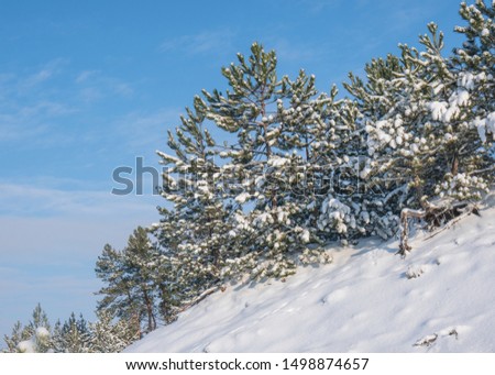 Beautiful winter landscape with snow covered trees. Forest in the frost.