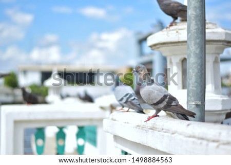 A group of pigeons standing on the pier wall on a sunny day