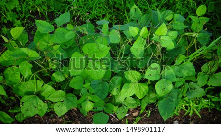 Green Gram Crop in the field or Moong a pulse crop in India 