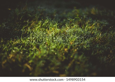 Extreme Close up of green grass with focus point and vignetting dark mood effect