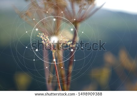 The energy of life in Nature and the flowers.  Royalty-Free Stock Photo #1498909388