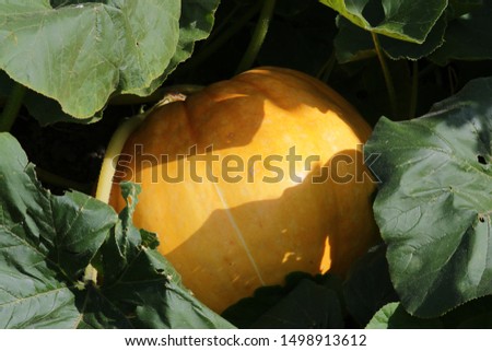 Large yellow pumpkin or gourd growing in garden, partially in shade