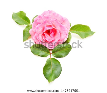 Beautiful pink roses isolated on a white background.