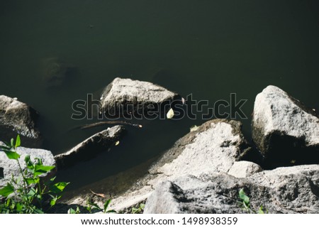 large and small gray, black stones by the river