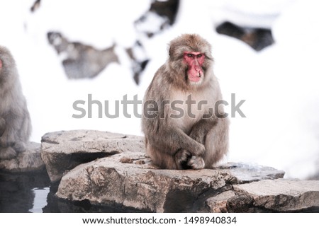 Red face snow monkey Looking at tourists, Jigokudani Monkey Park in Japan.