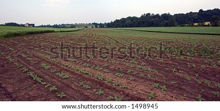 Vegetable Field