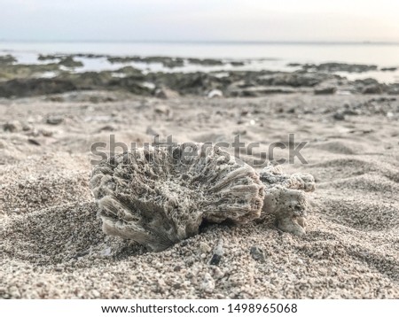 coral reef in the ocean with a background of white sand