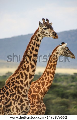 Two giraffes in Masai Mara