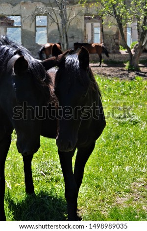 a family of horses in the mountains of Ossetia