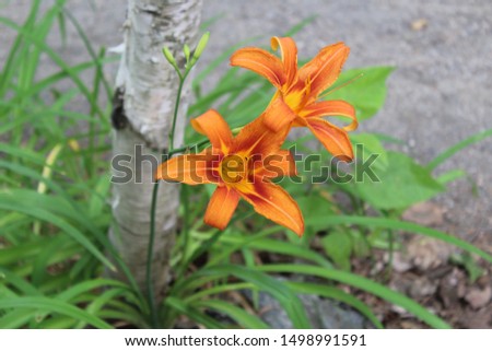 Two vibrant orange tiger lilies with a white birch behind bloom in a rocky garden