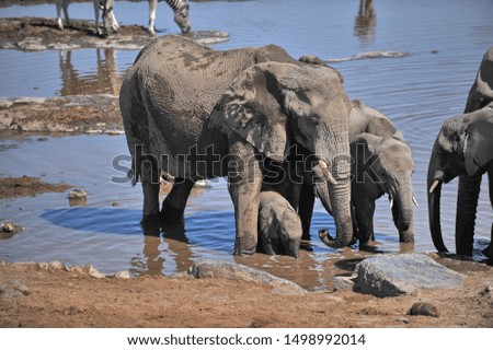 A herd of elephants at a drinking place.