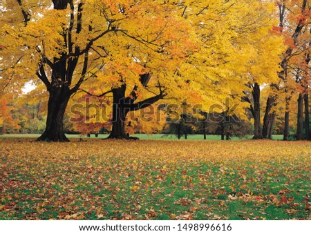 Very beautiful picture of fall season. Tree  covered with  yellow leaves