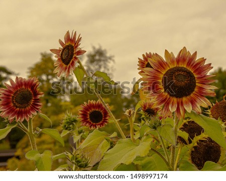 Sunflowers in full bloom in fall season. Bright picture of sunflower field.