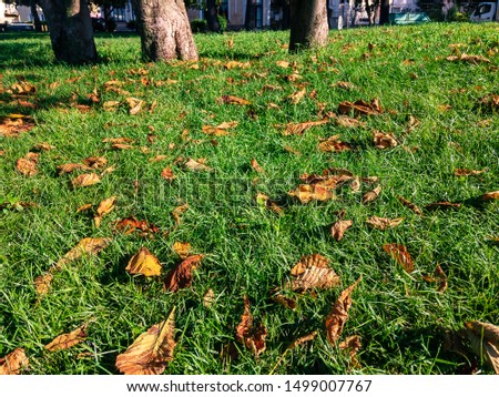 Yellow autumn leaves lie on the green grass of the lawn on a sunny day.