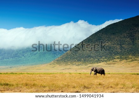 Big elephant walking in the crater of Ngorongoro C.A. in Tanzania, Africa.
