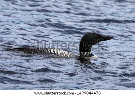 Common Loon swimming in a lake