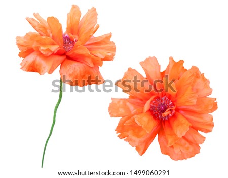 Beautiful poppy flowers isolated on white background. Natural floral background. Floral design element Royalty-Free Stock Photo #1499060291