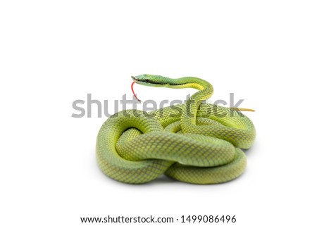 Baron's green racer snake isolated on white background