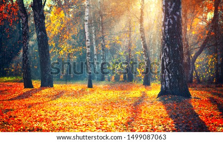 Autumn. Fall. Autumnal Park. Autumn Trees and Leaves in sun rays. Beautiful Autumn scene background, Forest with colorful yellow, red and orange colour leaves, sunflare. Nature backdrop