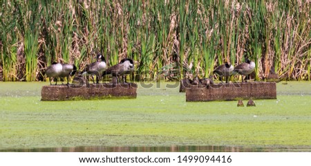Canada geese and mallard ducks on cement blocks in a pond