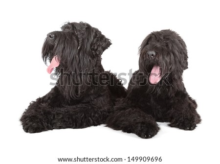 black russian terrier (BRT or Stalin's dog) Royalty-Free Stock Photo #149909696