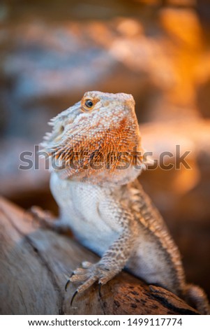 A pet Eastern Centralian Bearded Dragon (Pogona vitticeps) turns its head, perched on a log in its terrarium or reptile enclosure with heat lamp