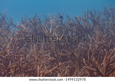 Critically endangered Staghorn Coral on coral reef off Bonaire, Dutch Caribbean