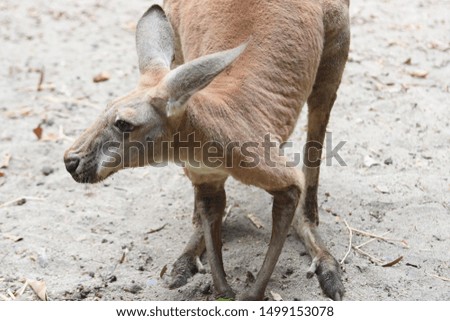 little joet on sand ground looking at right hand side, small standing kangaroo.