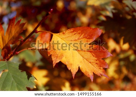 Park in the fall. Autumn leaves close-up. Can be used as a background, as an element for sites, in design.  