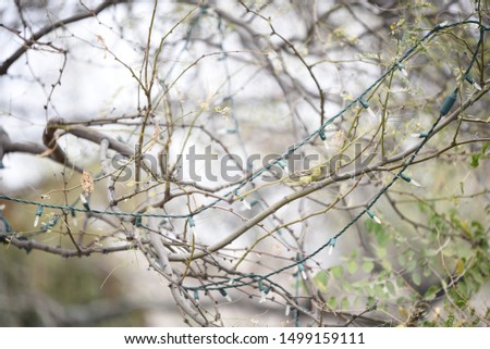 Cute Little yellow bird in a tree 
