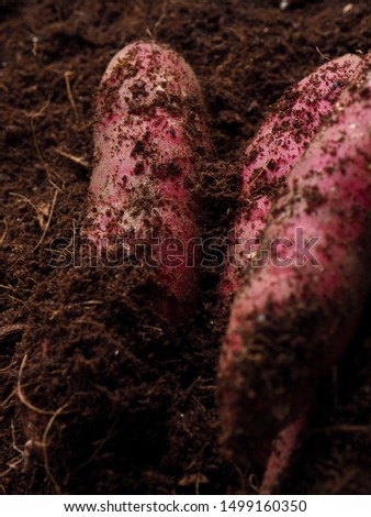 Sweet potato with soil background, Korean Organic Sweet Potato

