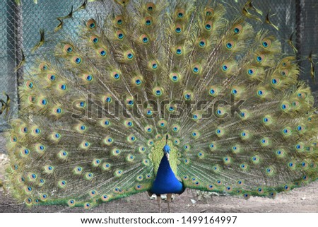 Colourful and gleeful Peacock prancing around botanical gardens 