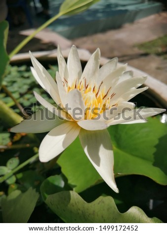 
White lotus flower in the basin