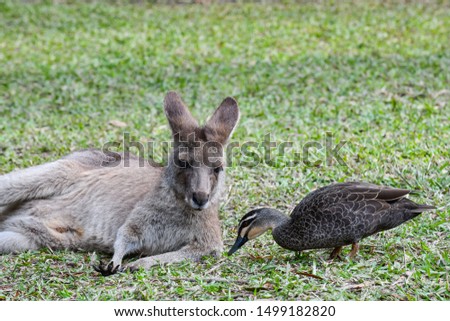 Kangaroo in the gras with a duck Royalty-Free Stock Photo #1499182820