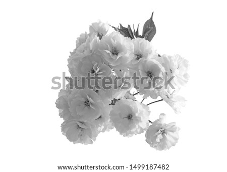 The black and white image bouquet of Peach flowers (Amygdalus Persica) blooming on spring season, isolated on white background with clipping path. Design for wallpaper, texture, backdrop or background