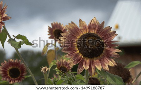 Sunflowers in full bloom in fall season. Bright picture of sunflower field.