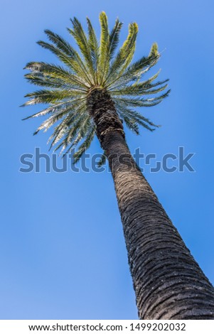 Palm tree in California with a blue sky