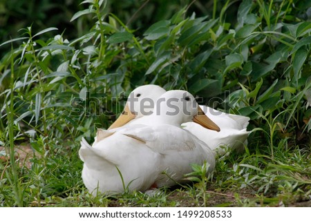 White duck resting in the grass.