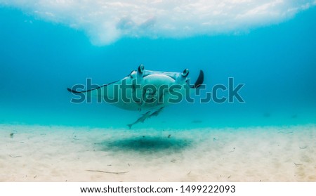 Manta Ray swimming over sandy sea bed with people watching from the surface