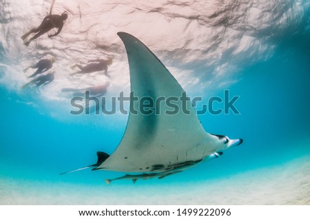 Manta Ray swimming over sandy sea bed with people watching from the surface