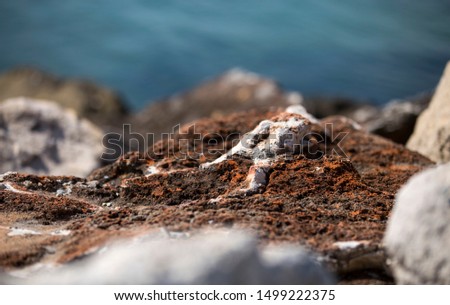 Sea and rocks as background. Close up