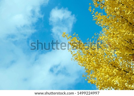 Yellow ginkgo leaves in the autumn and blue sky background
