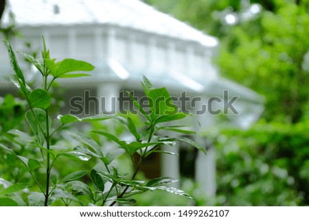 green background leaves and branch