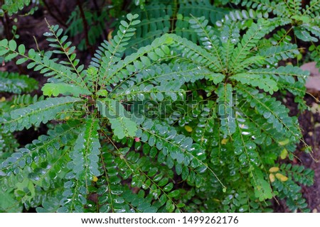 green background leaves and branch