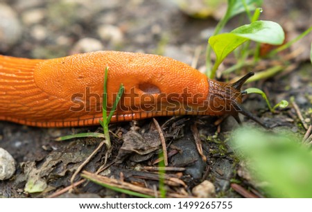 Brown slug walking on wet ground in forest Royalty-Free Stock Photo #1499265755