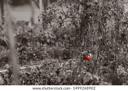 Picture of a ripe tomato in a rural garden ,at my grandmas house. Nothing like homegrown vegetables. 